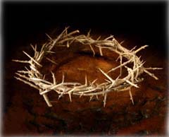 crown of thorns